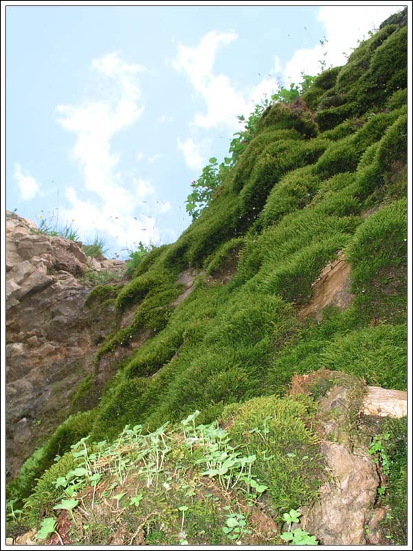 ������� �����